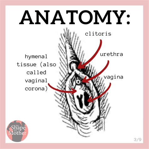 clitorious|Clitoris anatomy, purpose, and location (with a .